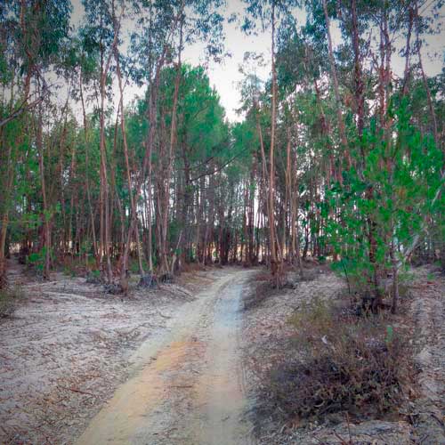 Almonte condado Huelva Doñana ruta ciclista